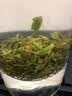 谢裕大绿茶黄山毛峰特级三等185g2026新茶雨前自饮口粮茶叶老茶客推荐 实拍图