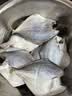 三都港 东海银鲳鱼净重450g/3条装 平鱼 深海鱼 生鲜鱼类 烧烤食材 海鲜 实拍图
