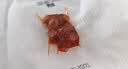 俏己食牛蹄筋低脂网红休闲零食品牛肉筋牛板筋卤味下酒菜熟食解馋358g 实拍图