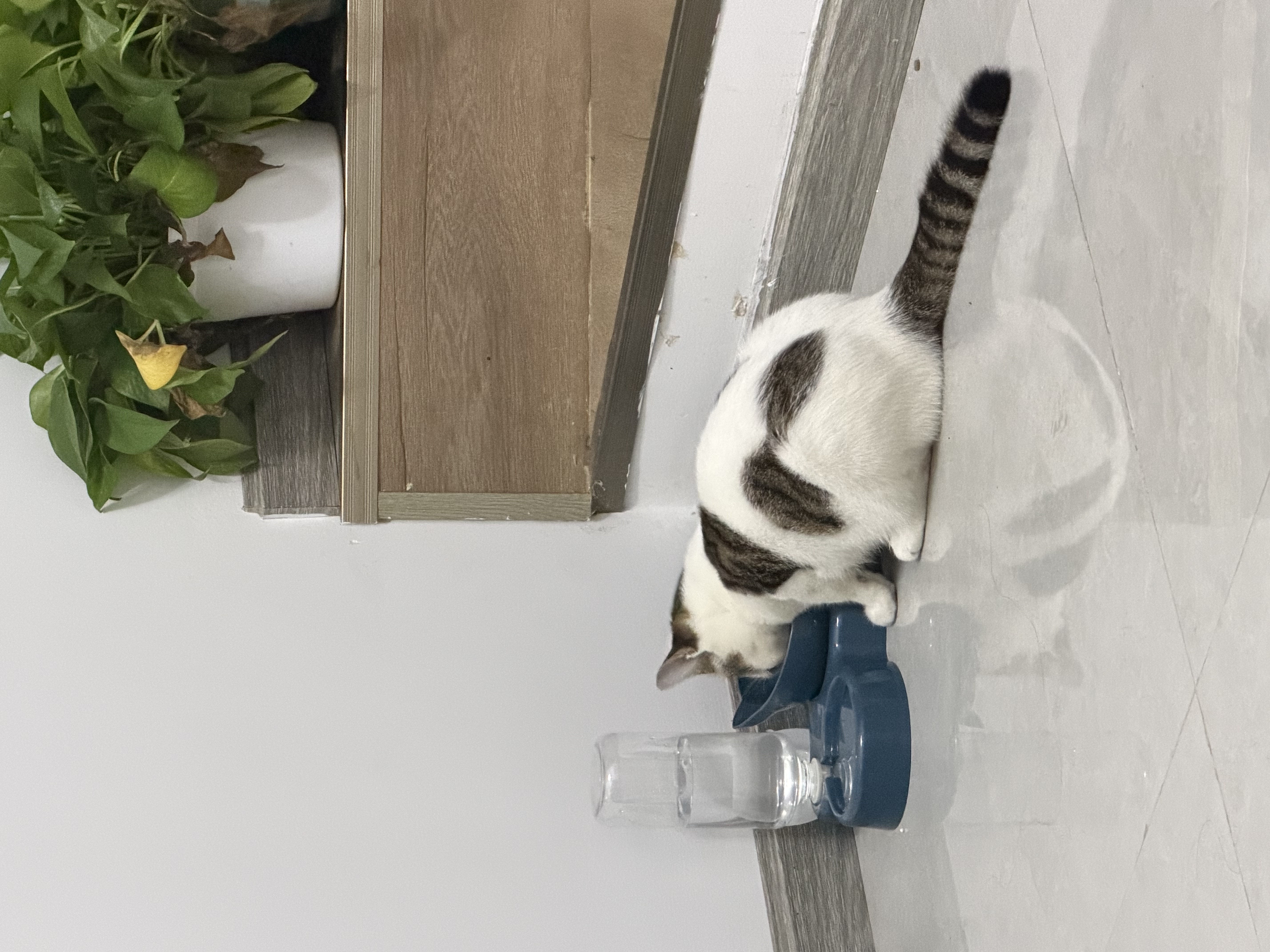 LEGENDSANDY蓝氏幼年期全价猫粮试用 试吃 猎鸟乳鸽多重倍护50g 赠品勿购 实拍图