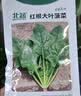 北蔬 菠菜种子苗大叶红根耐寒秋冬四季蔬菜种籽 红根大叶菠菜种子50g 实拍图