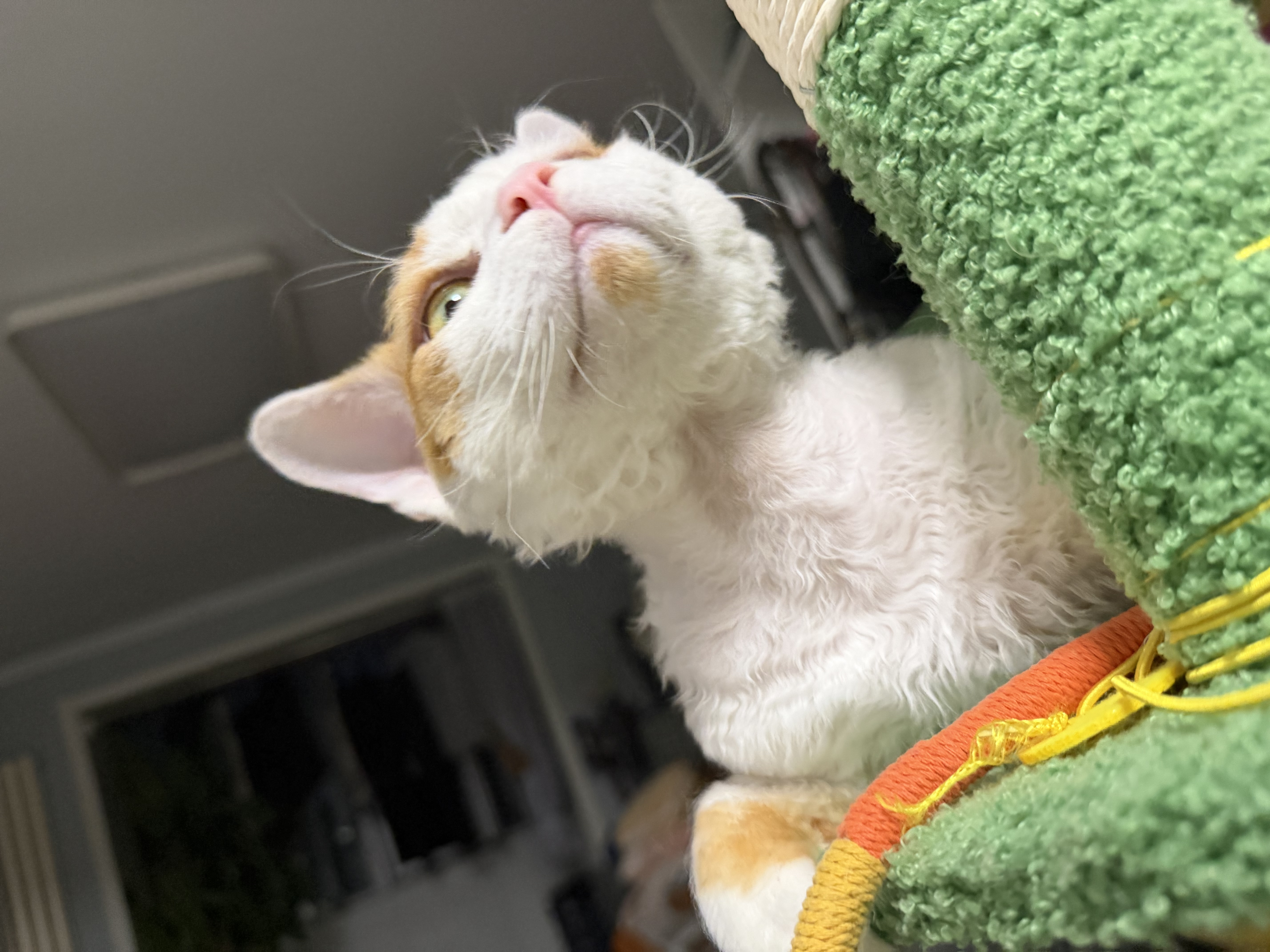 卫仕（NOURSE）羊奶粉0乳糖低敏速溶猫咪狗狗怀孕新生幼猫幼犬专用5A级营养配方 【猫用】A2亲和羊奶粉200g 实拍图