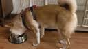 Orijen【宠物金选】渴望狗粮 成犬幼犬鸡原味鸡肉进口犬粮6kg效期27/5 实拍图
