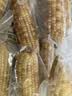 京鲜生云南花糯小玉米3斤 精选小花糯甜糯玉米棒 新鲜蔬菜 源头直发包邮 实拍图