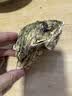 鲜京采鲜活生蚝3XL 净重5斤 13-18只 乳山牡蛎 烧烤清蒸 新鲜海鲜 贝类 实拍图