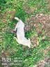 Orijen渴望狗粮 成犬幼犬无谷鸡原味鸡肉进口全价通用犬粮2kg 效期27/5 实拍图