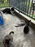 狼孩儿猫零食冻干桶300g鹌鹑猫咪零食幼猫成猫通用型 实拍图