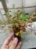 疯狂水草懒人水草植物直接入缸火山石鱼缸造景套餐20-40cm缸源头直发包邮b 实拍图