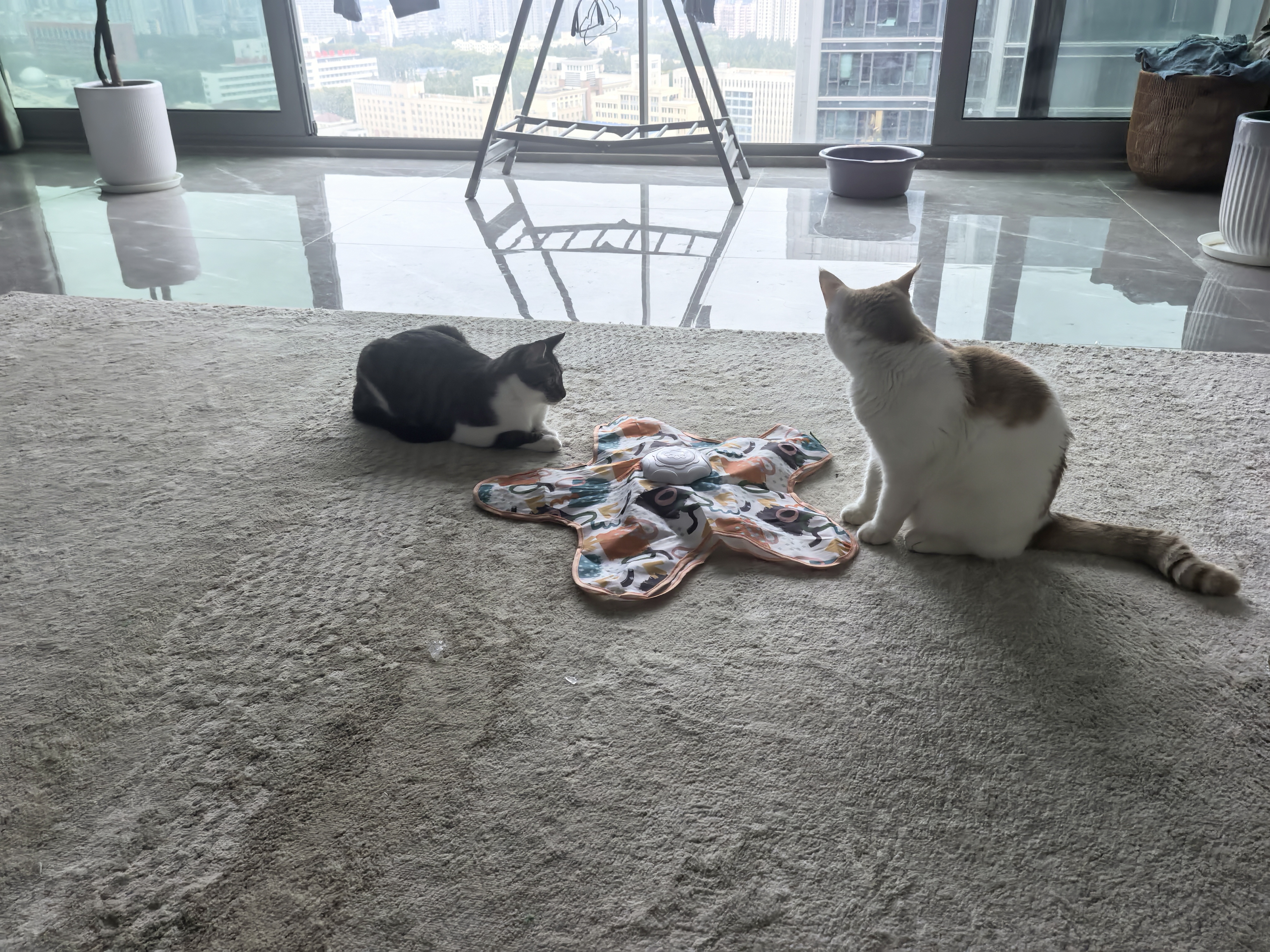 欢宠网猫玩具猫咪五角星捕捉罩捕猎电动自动逗猫棒猫猫小猫幼猫自嗨解闷 实拍图