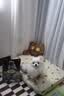 欧恩焙加拿大【狗粮小型犬】进口狗粮比熊幼犬粮全价鱼肉味狗粮2.27kg 实拍图