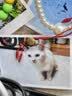 LEGENDSANDY蓝氏全价主食猫条肉-FUN肉满条湿粮猫零食成猫幼猫鲜肉猫湿粮罐头 5盒（16g*60支）|混合口味|98%含肉量 实拍图