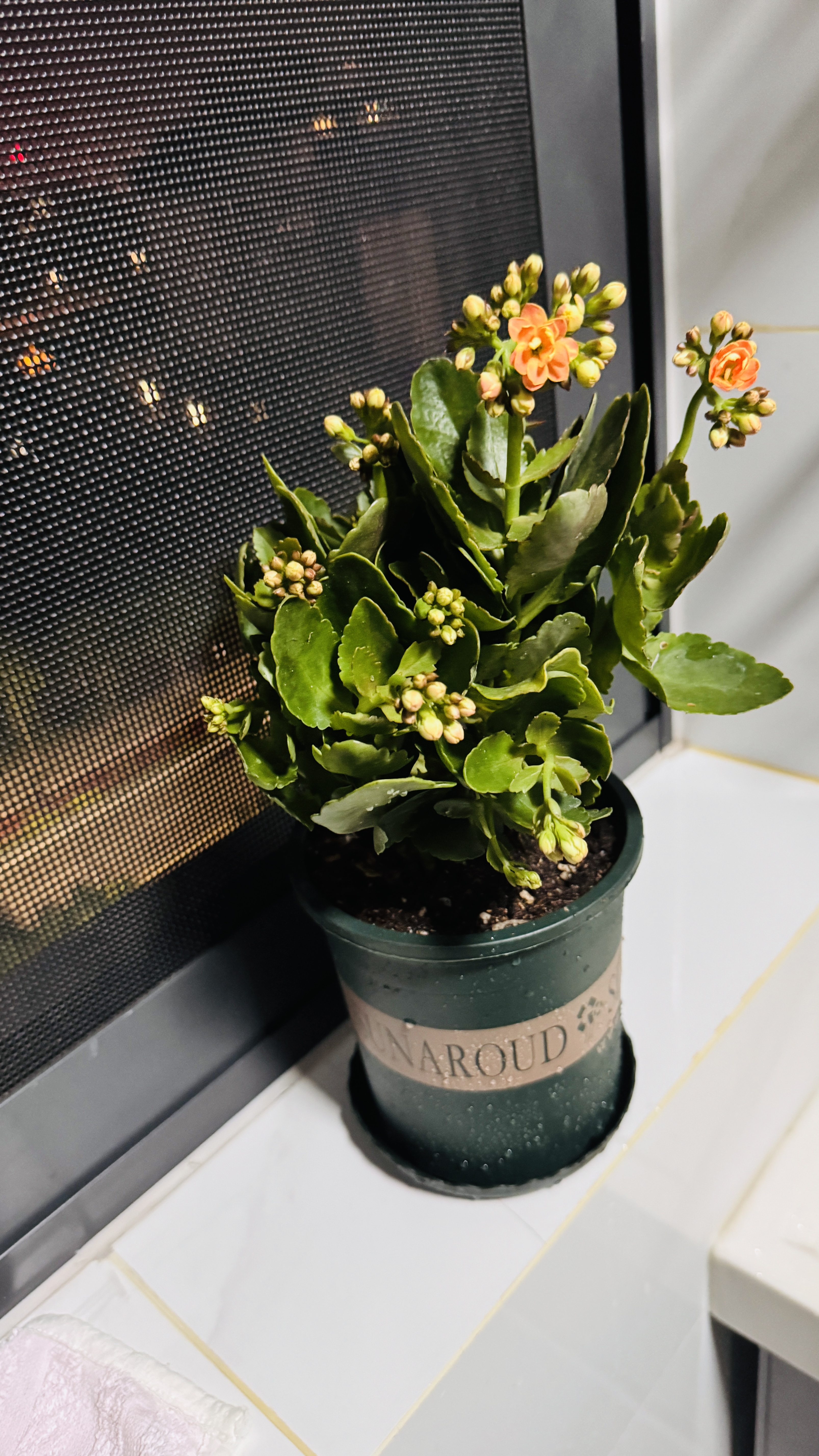 花翁新品长寿花盆栽带花苞重瓣大花苗阳台花卉绿植物室内好养源头直发 实拍图