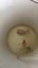 备能 日本黄粉鱼药烂身烂尾鱼用白点净水霉病头洞鱼缸专用杀菌药剂50g 实拍图