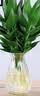 京东绿植观音竹水培植物带根花卉绿植室内盆栽带花瓶好养源头直发桌面装饰 实拍图