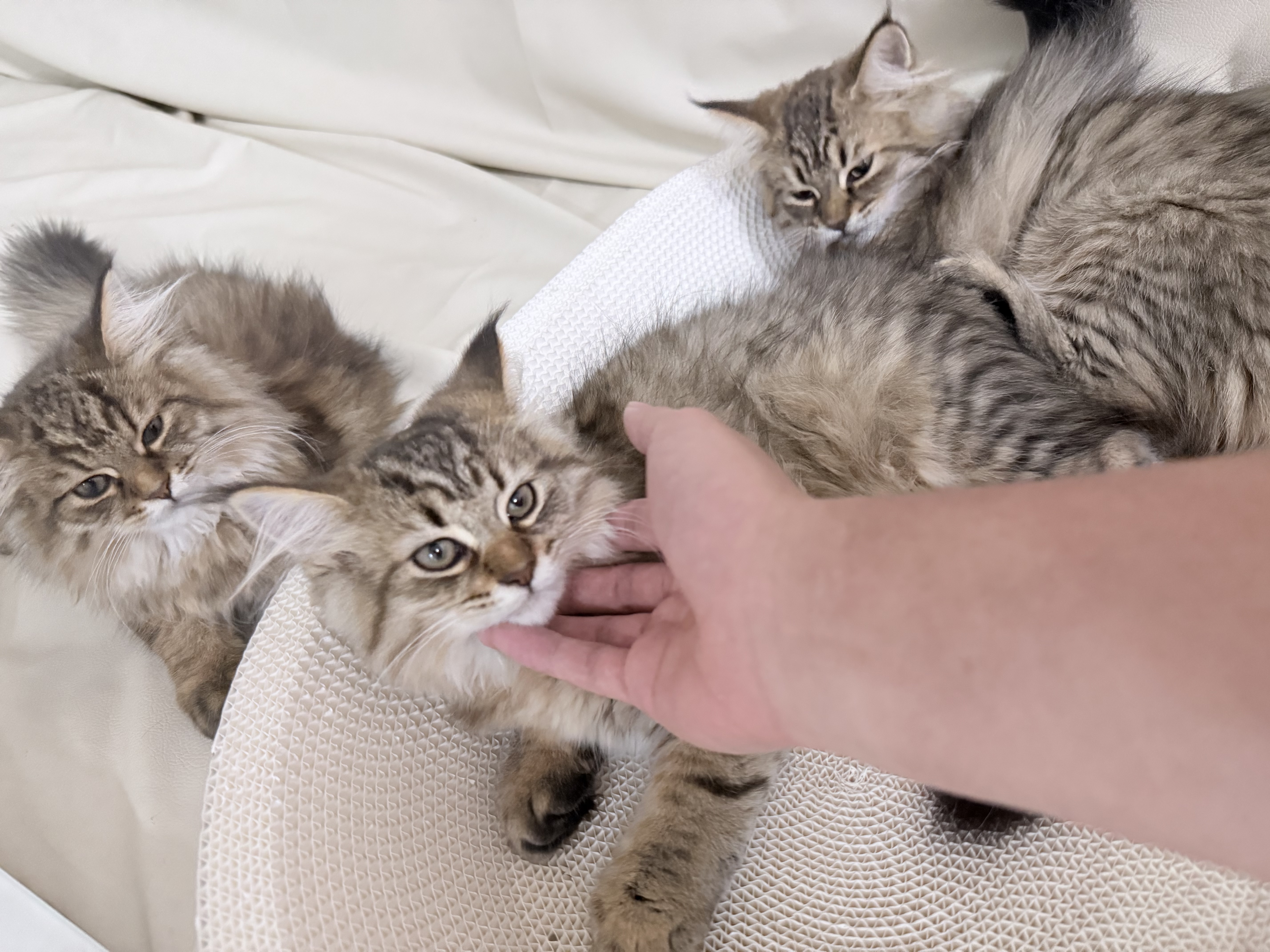 憨憨宠猫零食冻干桶猫咪零食成猫冻干鸡胸肉鱼鸭肉猫粮宠物猫狗冻干零食 精装鸡肉冻干桶500g 实拍图