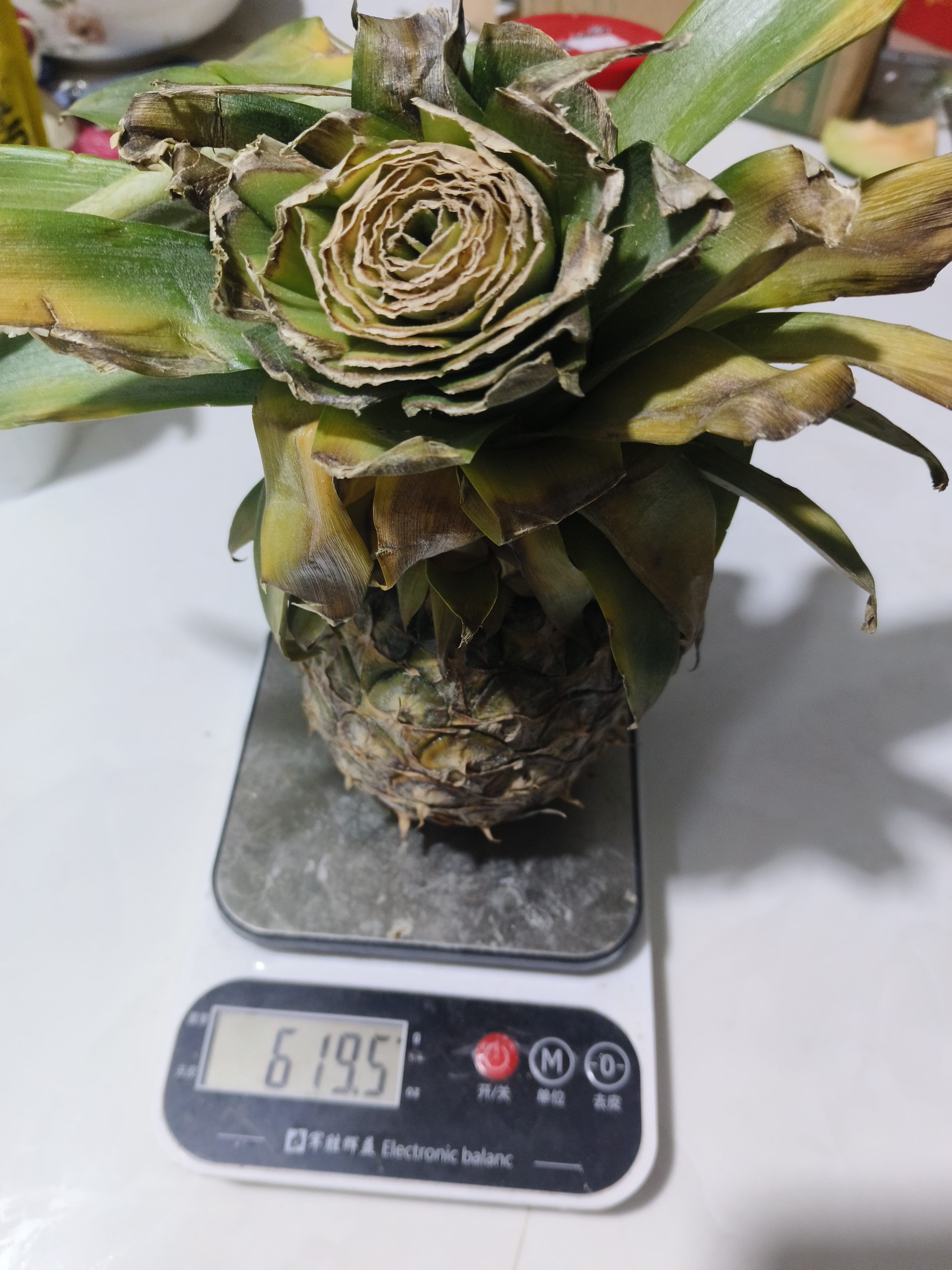 广东徐闻香水菠萝新鲜水果生鲜热带孕妇水果整箱包邮 【限时低价】1个装  净重650g起 实拍图
