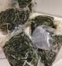 鲜窝窝 盐渍海带苗200g*5 火锅食材配菜 头茬嫩苗新鲜海带芽丝海产干货 实拍图