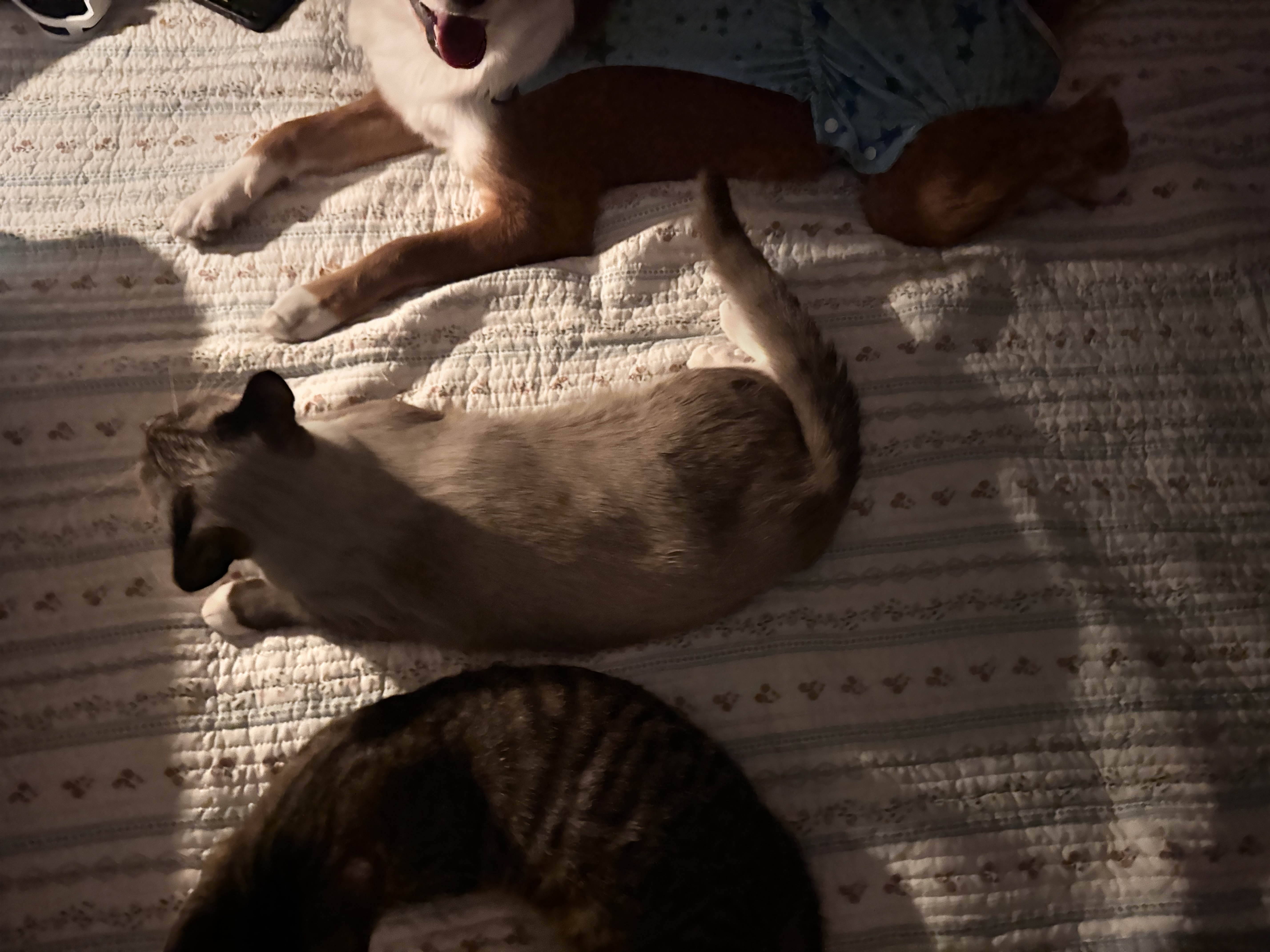 麦富迪猫粮 超肉粒冻干双拼奶糕离乳猫粮呵护免疫 冻干蛋奶2kg 实拍图