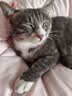 冠能猫粮成猫猫粮鸡肉味2.5kg 雀巢全价猫粮 稳固免疫 实拍图