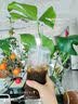 丝塔芙大白罐保湿面霜身体乳550g不含烟酰胺面霜面膜修护保湿敏感肌适用 实拍图