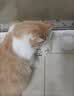 网易严选全价猫粮4.0 主粮成幼猫驼羊奶易消化促吸收 鸡肉羊奶味1.5kg*4袋 实拍图