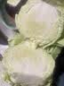 【烧烤季】钟灵山罗马生菜400g 实拍图