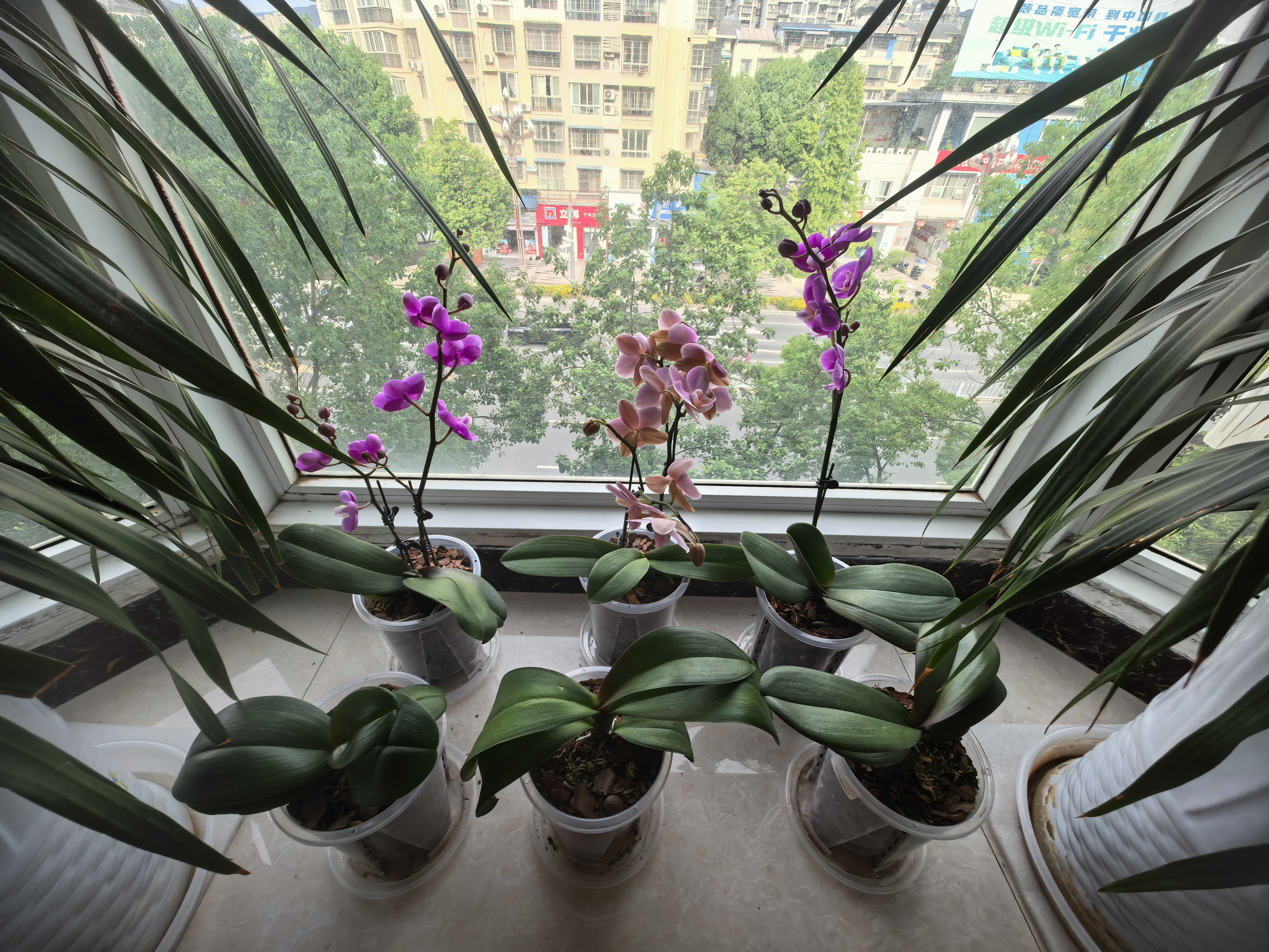 德沃多控根透明花盆14口径*3个园艺绿植盆栽种植盆花卉种菜盆多肉塑料盆 实拍图