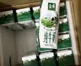 伊利【18天新鲜直达】高钙低脂牛奶整箱250ml*21盒 礼盒装 实拍图