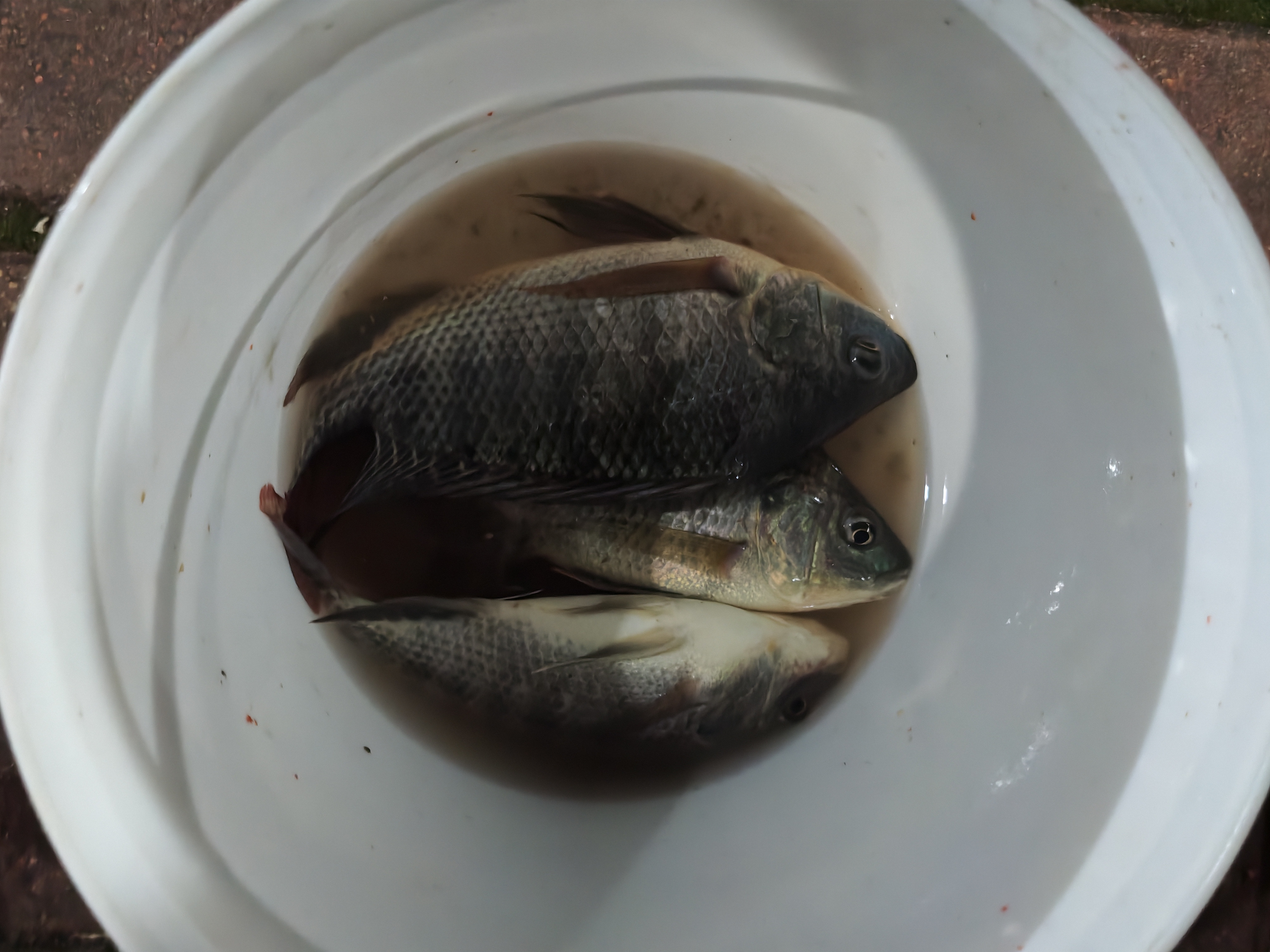 光威（GW） 光威鱼竿龙云三代五代超硬台钓竿 碳素鱼竿超硬鱼杆28调鲤鱼黑坑 5.4m 龙云三代 实拍图