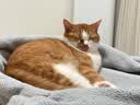 皇家（ROYAL CANIN）猫粮慕斯猫罐头湿粮奶糕幼猫粮全价粮 猫咪主食级罐头BMC 【1170g 猫奶糕罐头】195g*6罐 实拍图