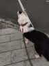 皇家狗粮 成犬狗粮 犬粮 宠物 中型犬 M25 全价犬粮 ≥12月 4KG 实拍图