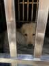 MAG狗狗螯合液体钙乳钙220ml 犬用幼犬成犬宠物钙片钙粉猫咪钙液补钙 实拍图