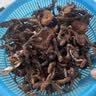 维多宝东北山珍野生榛蘑125克 特产干货小鸡炖蘑菇食材山珍南北干货团购 实拍图