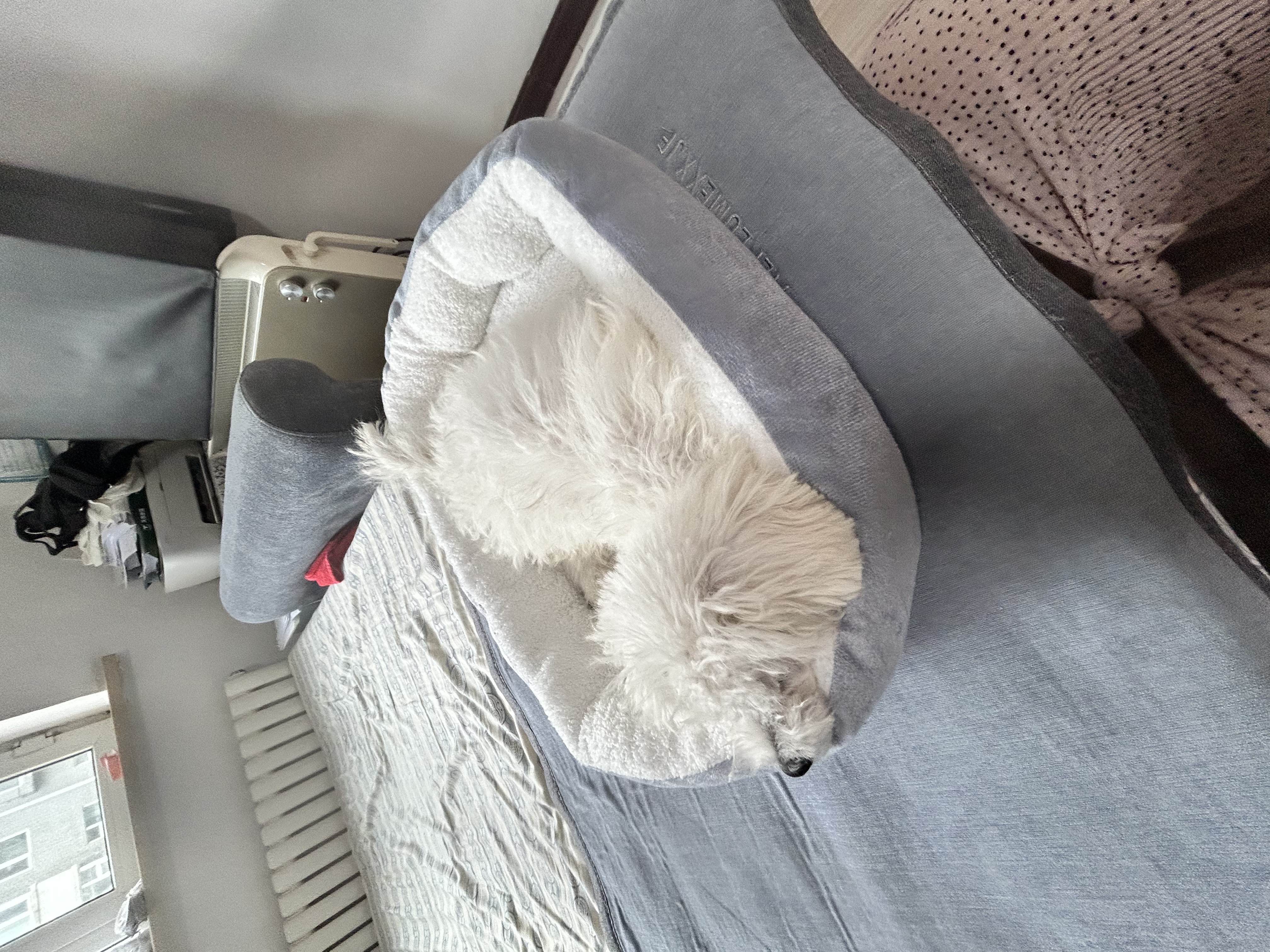 【京东快递】猫咪保暖加厚椭圆窝封闭式宠物窝小型犬狗窝猫咪窝 云雾灰 S码40*50（10斤内） 实拍图