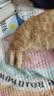 网易严选宠爱全价猫粮 实惠主粮成幼猫爱心三文鱼油美毛护胃海洋鱼2kg 实拍图