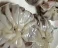 广州酒家三丁纸皮烧麦240g*3袋 12个 烧麦中秋送礼早餐半成品早茶点心生鲜 实拍图