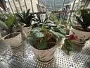 仙客来盆栽带花特大号兔子花卉植物室内重瓣蝴蝶兰四季开花好养苗 【精品原盆】大花鸿运当头 仙客来（开花爆满） 实拍图