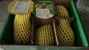 佳沛（zespri）新西兰阳光金奇异果6粒装88-103g猕猴桃水果中秋节礼品送水果礼盒 实拍图