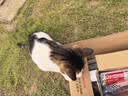 伊纳宝ciao猫零食成猫猫条宠物零食妙好啾噜流质零食布偶猫湿粮鱼条 【预防毛球】金枪鱼味14g*16条 实拍图