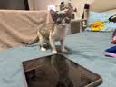 憨憨乐园猫碗陶瓷猫粮双碗斜口狗碗狗盆狗粮宠物幼猫咪吃饭食盆喝水喂食 实拍图