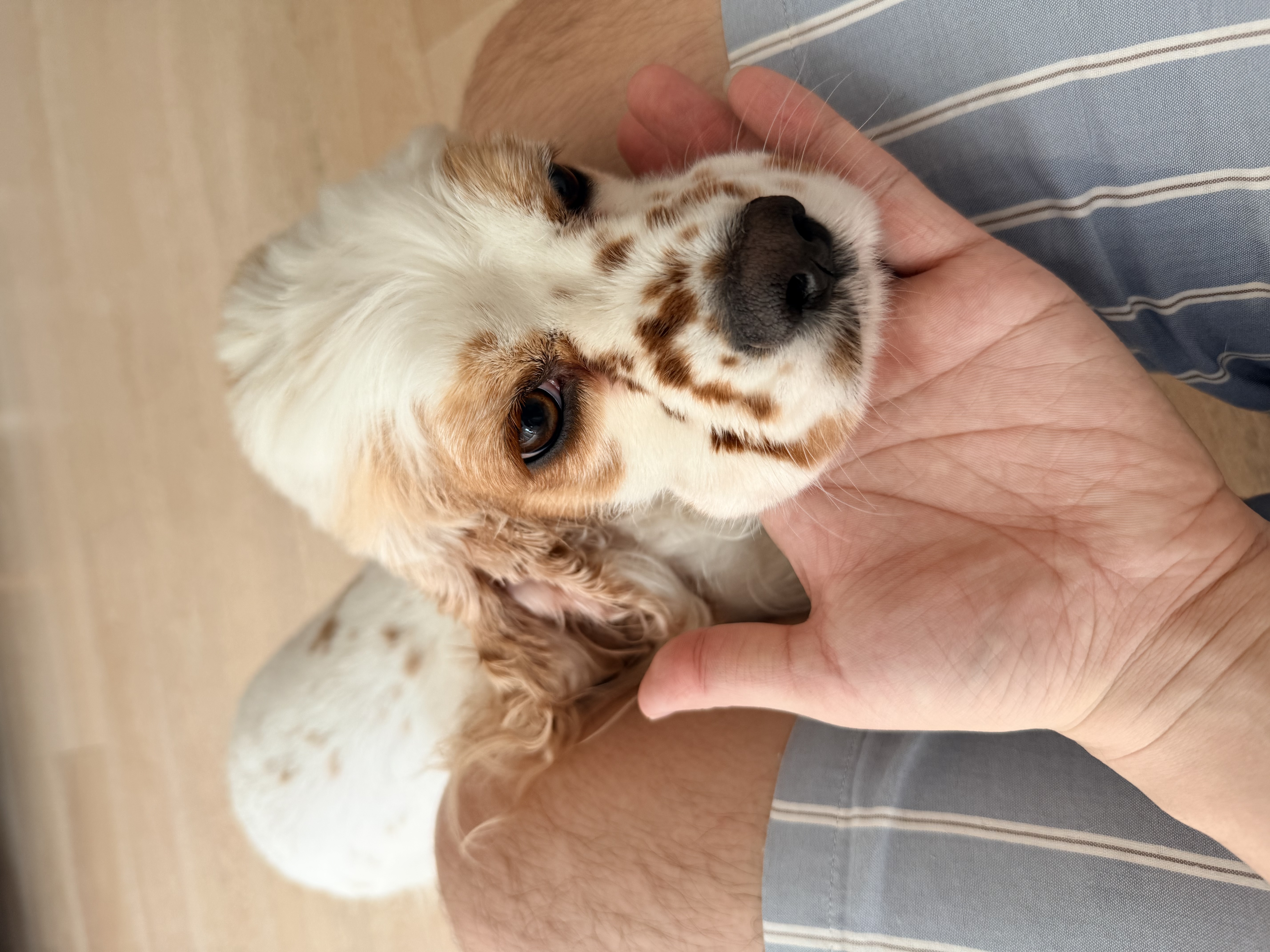 皇家狗粮 成犬狗粮 犬粮 宠物小型犬 PR27 全价犬粮≥10月8KG 实拍图