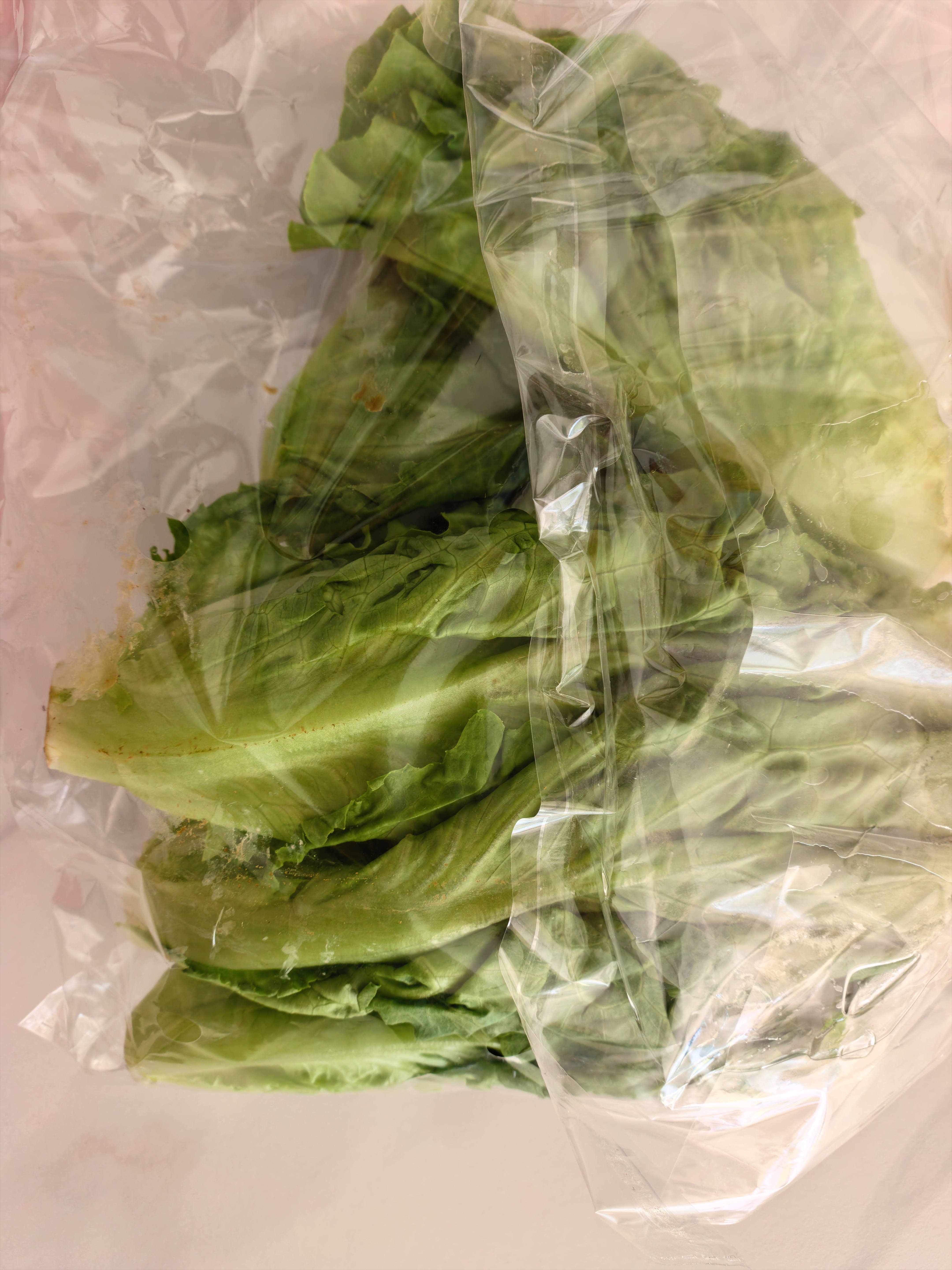 【烧烤季】钟灵山罗马生菜400g 实拍图