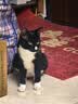朗亲全价猫干粮成猫英短布偶营养均衡全猫种通用型猫粮10kg 实拍图
