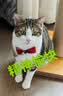 珍致（FancyFeast）泰国进口金罐成猫幼猫补充营养湿粮猫罐头猫咪零食罐头 【热销爆款】混合口味口味24罐 实拍图