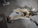 冠能猫粮室内成猫猫粮7kg 全价猫粮 添加膳食纤维 控制毛球 实拍图