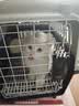 腆宠宠物航空箱小号 猫咪航空箱猫狗 猫包猫笼外出车载猫箱狗狗托运 实拍图