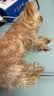 冠能狗粮成犬小型犬狗粮7kg 挑食美毛亮眼 全价狗粮  实拍图