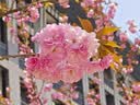腾龙（Tamron）B070 17-70mm F/2.8 VC防抖半画幅大光圈微单镜头17-70风光人像旅行1770 索尼E卡口 套餐二【送腾龙UV滤镜大礼包+腾龙CPL偏振镜】 实拍图