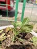 浓香型大盆牡丹栀子花四季开花卉绿植室内桌面盆栽净化空气吸甲醛 裸根试种1苗（不带盆） 高度20-25cm冠幅10cm 实拍图