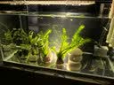 森森 超白玻璃小鱼缸HWK-600P裸缸款水草缸金鱼缸小型水族箱水草缸  实拍图